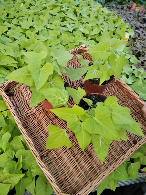 Wilec Impomea limonkowa Pnącze Wilec ziemniaczany Słodki ziemniak Ipomea