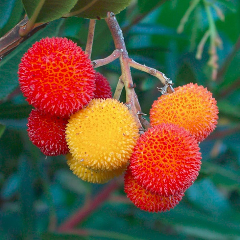 Drzewko truskawkowe Poziomkowiec (C2)