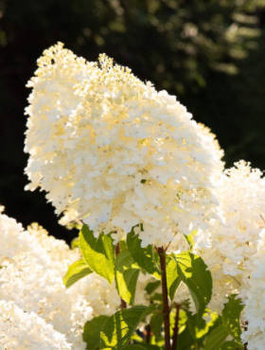 Hortensja bukietowa Living Sugar Rush (C2)