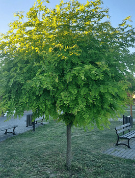 Robinia Akacjowa Akacja Złota Frisia Szczepiona Na Pniu