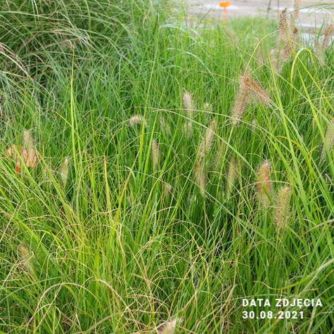 Rozplenica japońska Pennisetum al. Goldrich 