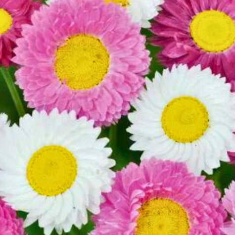 Kocanka ogrodowa suchołuska Swiss Giant 0,5g