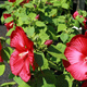 Hibiskus bagienny Luna Red (C2)