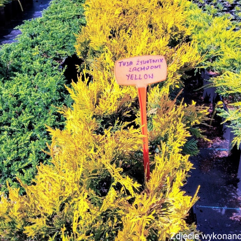 Thuja Tuja Żywotnik zachodni Yellow Ribon (C2)