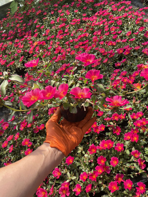 Portulaka zwisająca różowa