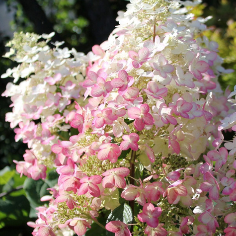 Hortensja bukietowa Angels Blusch