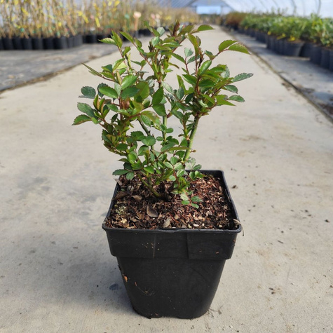 Róża okrywowa Sea Foam biała (C2)