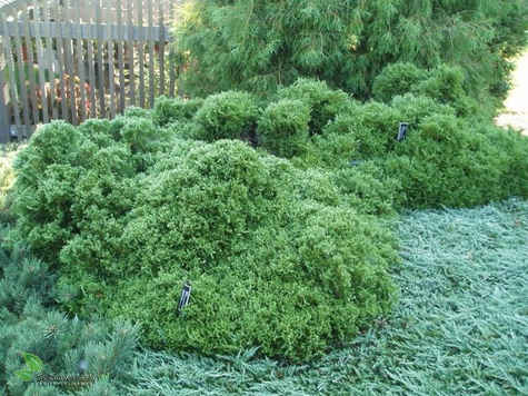 Żywotnik zachodni Tuja Thuja Recurva Nana