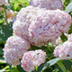 Hortensja krzewiasta Candybella Bubblegum (C2)