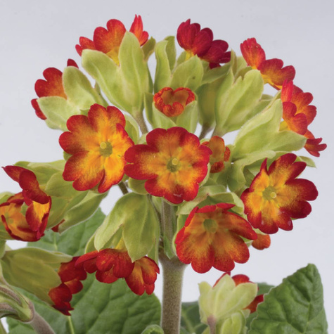 Pierwiosnek lekarski Orange with Yellow (C2)