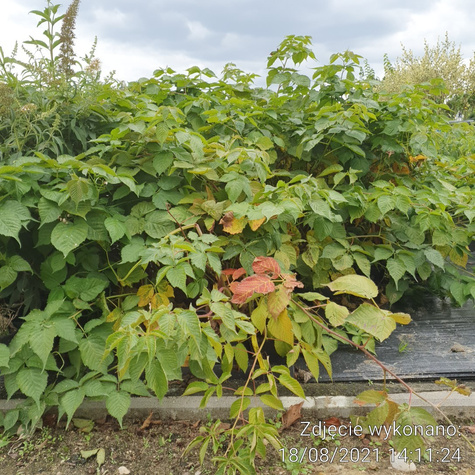 Jeżyna czarna w doniczce kolczasta
