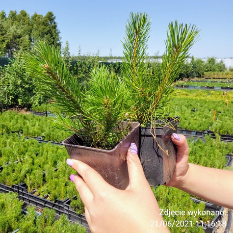Sosna górska kosodrzewina Rotundata (C2)