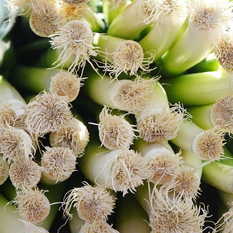 Por Bulgaarse Reuzen wczesny 1g