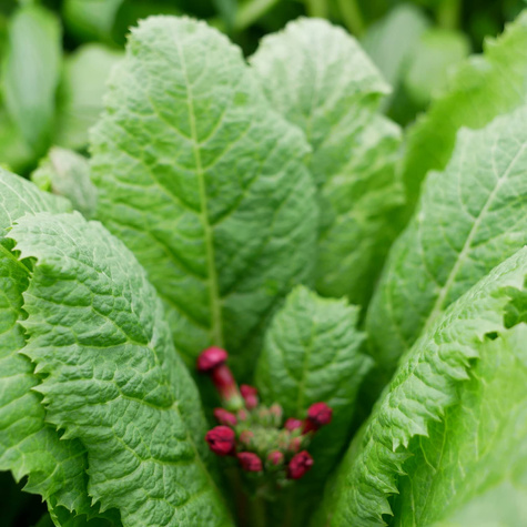 Pierwiosnek japoński Miller's Crimson