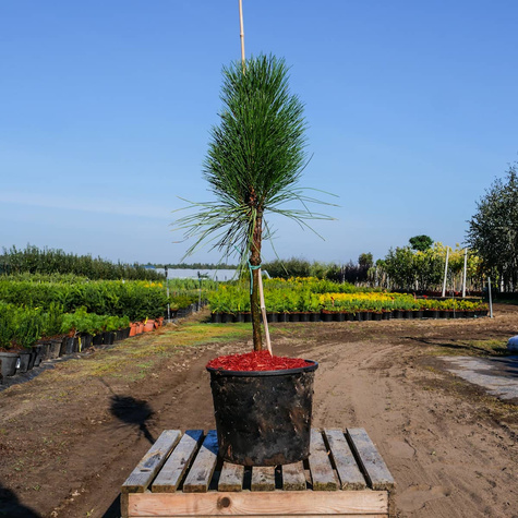 Sosna czarna Obelisk szczepiona na pniu Pa40cm