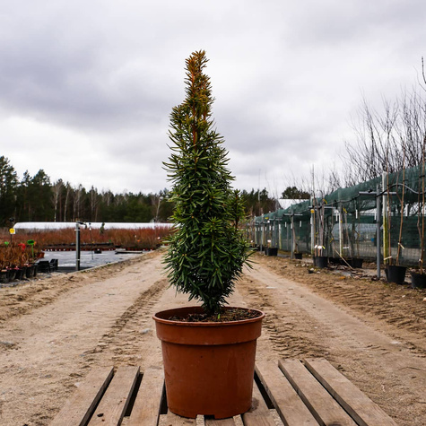 Cis pospolity Summergold