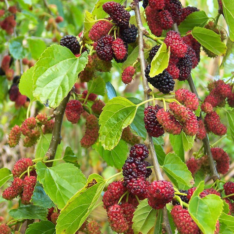 Morwa czerwona w doniczce dla diabetyków soki przetwory