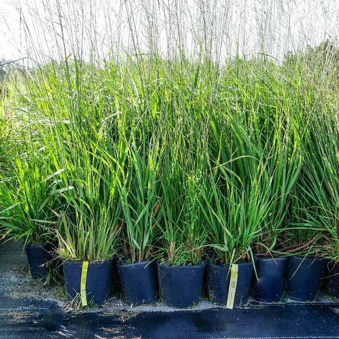 Trzęślica trzcinowata 'Fontäne'