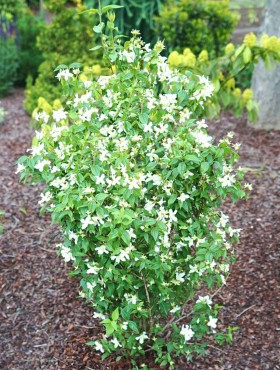 Jaśminowiec Erectus (C2)