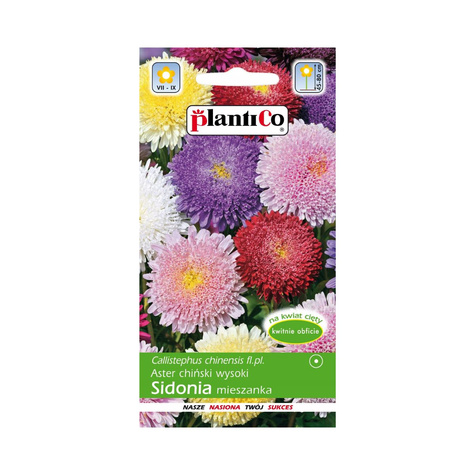 Aster chiński książęcy pomponowy Sidonia wysoki 1g Plantico