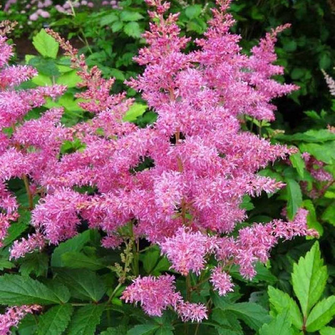 Tawułka Arendsa Rose ciemnoróżowa (C2)