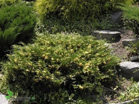 Jałowiec sabiński Variegata