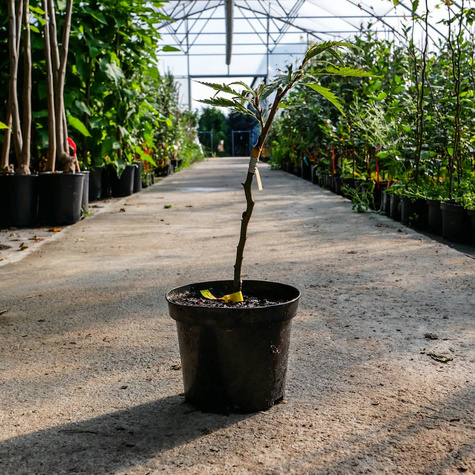 Buk zwyczajny Incisa