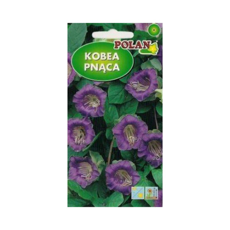 Kobea pnąca fioletowa 6 sztuk nasion