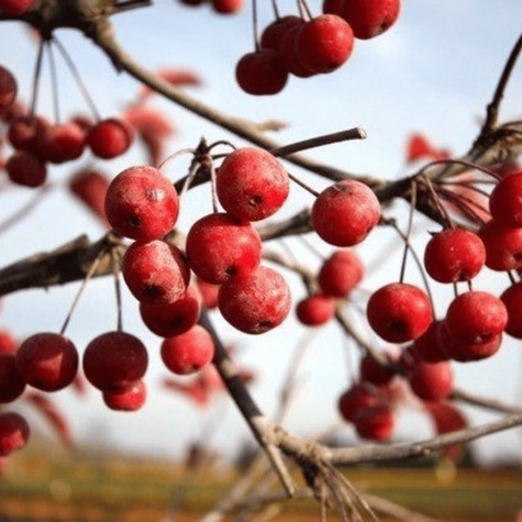 Jabłoń Ozdobna Czerwona Pendula Szczepiona Na Pniu
