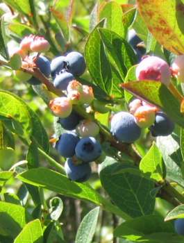 Borówka amerykańska RUBEL średniopóźna (C5)