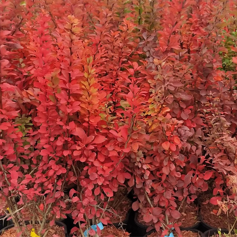 Berberys Thunberga Powwow (P9)