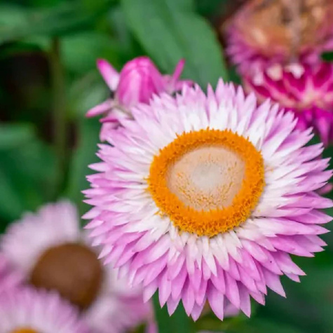 Kocanka ogrodowa suchołuska Swiss Giant 0,5g