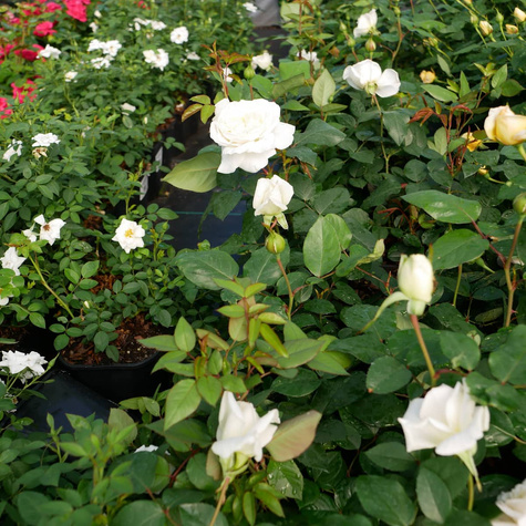 Róża parkowa National Parks® Claus Dalby (C2) pachnąca