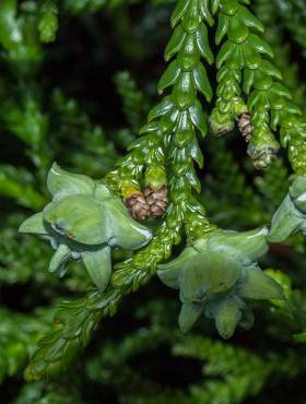 Żywotnikowiec japoński (C2)