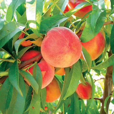 Brzoskwinia kolumnowa Honey karłowa Plant Pack