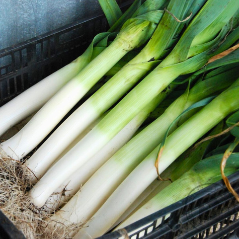 Por Albos średniowczesny 1g