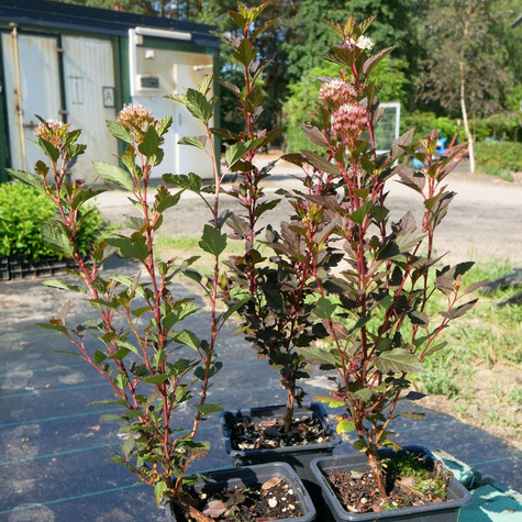 Pęcherznica kalinolistna Little Angel (P9)