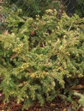 Cis pospolity 'Ellegantissima'