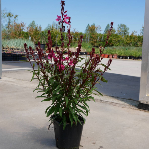 Gaura Gambit Rose (C2)