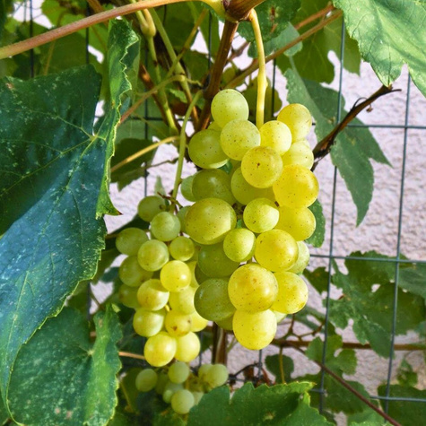 Winorośl winogrona Himrod bezpestkowa