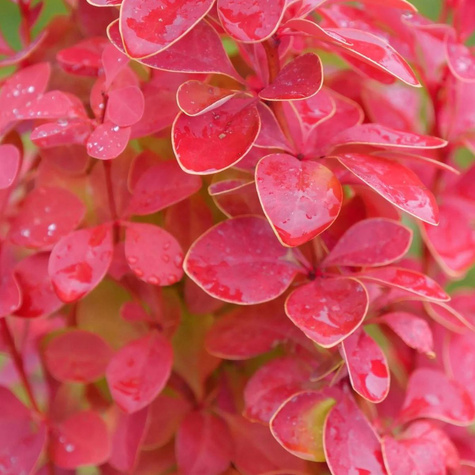 Berberys Thunberga Orange Pilar (C2)