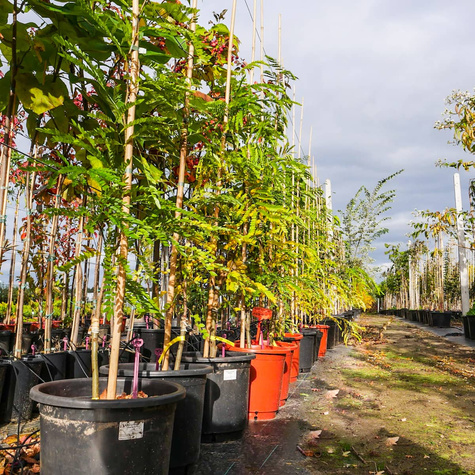 Glediczja trójcierniowa Iglicznia trójcierniowa