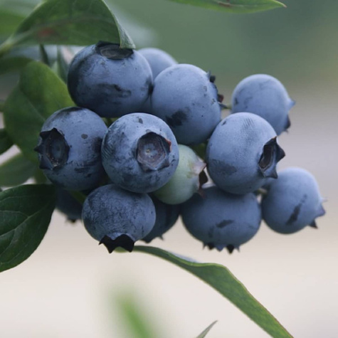 Borówka amerykańska Earliblue wczesna (C5)