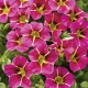 Calibrachoa Mini Surfinia Calita Special Cherry Star bordowo-żółta NOWOŚĆ