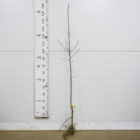 Śliwa First najwcześniejsza Plant Pack