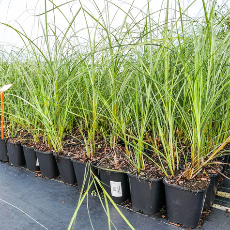 Miskant chiński Vanilla Sky (C2)