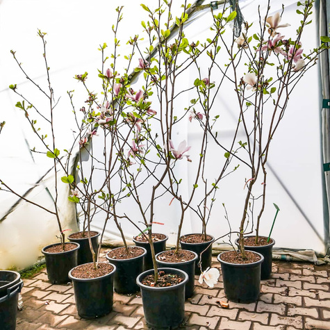 Magnolia Soulange'a Picture