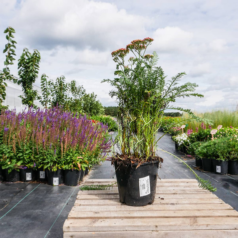 Krwawnik ogrodowy Milly Rock Cherry