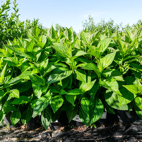 Hortensja piłkowana Bluebird (C2)