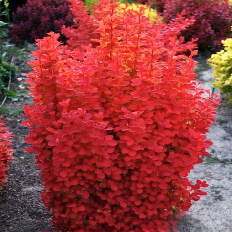 Berberys thunberga Orange Ice (P9)